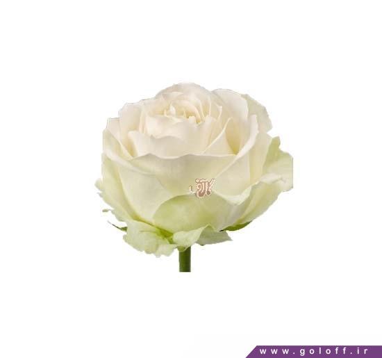 هدیه گل رز - گل رز هلندی وایت آوالانچ - Rose | گل آف